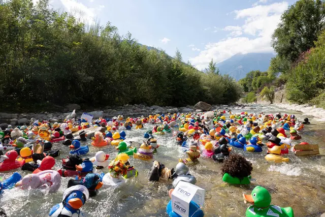 Die kreativ geschmückten Enten gehen zwischen den Durchgehen der "Glücksenten" ins Rennen – für sie kann im Vorfeld gevotet werden, wer die Schönste ist. | Foto: Lions Club Meran