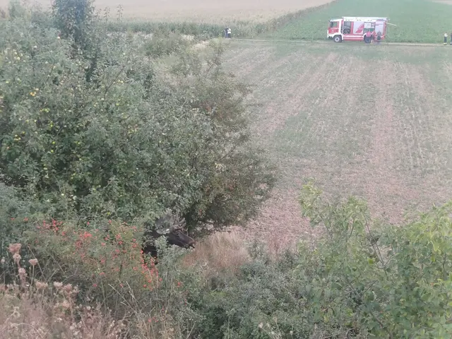 Emil brauchte Donnerstagabend Hilfe von der Feuerwehr. Die Hitze setzte dem Elch zu. | Foto: DOKU-NÖ