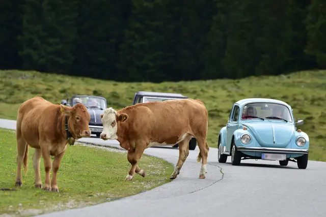 Von 5. bis 7. September treffen sich wieder 150 VW-Klassiker auf der Postalm. | Foto: Wolfgang Spitzbart