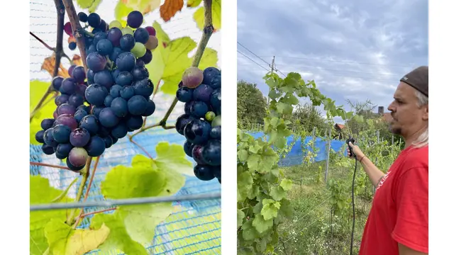 Hobby-Winzer Nikolaus Gierok darf sich, wie viele seiner Weinbau-Kollegen, endlich wieder über ein gutes Jahr freuen.  | Foto: Privat 