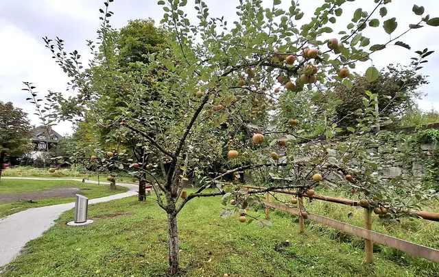 Obstbäume im Forstgarten. | Foto: Josef Wind