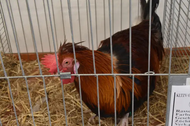 Foto: Michael Strini