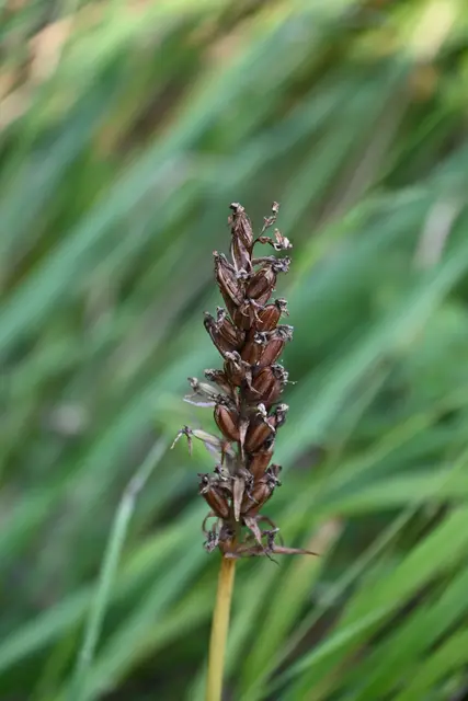 Könnte Fruchtstand einer heimischen Orchidee sein