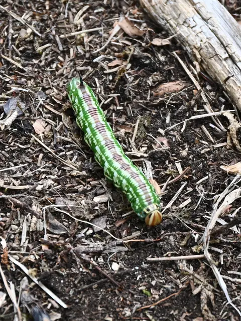 Raupe des Kiefernschwärmers