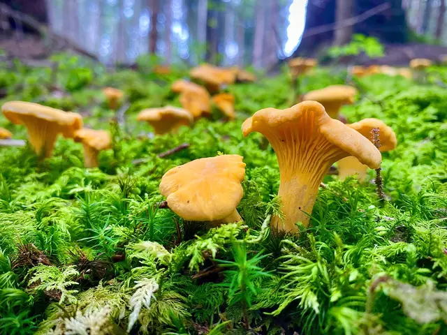Eierschwammerl, Steinpilze &amp; Co – aktuell sprießen auch im Salzkammergut die kleinen Leckerbissen. | Foto: MeinBezirk/Gratzer