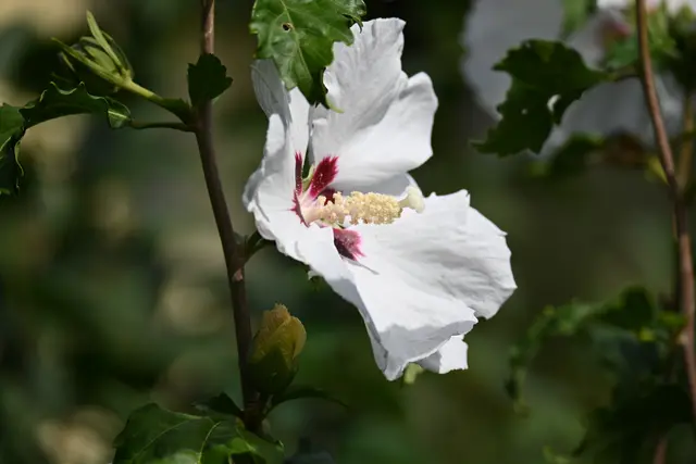 Hibiskus
