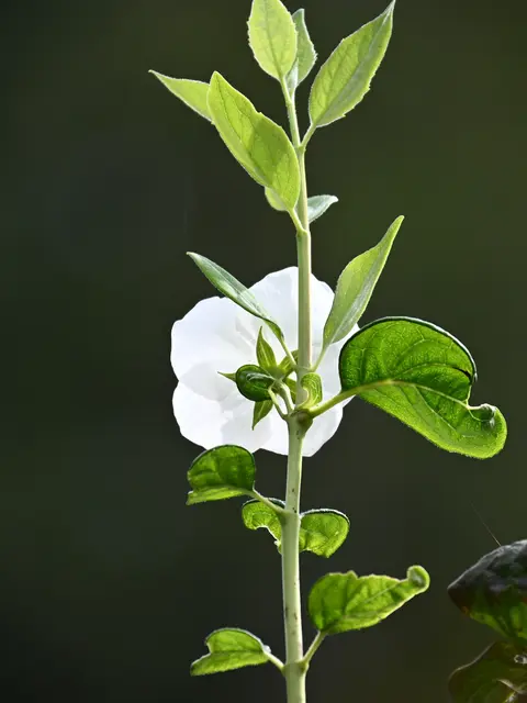 Noch eine Blüte des Gartenjasmins