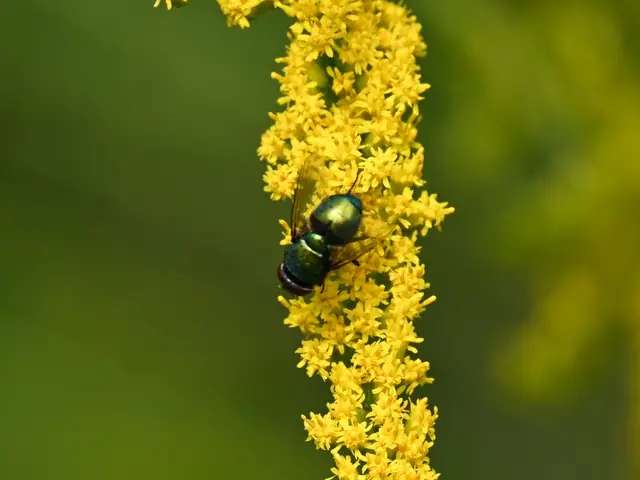 Grün schimmernde Fliege
