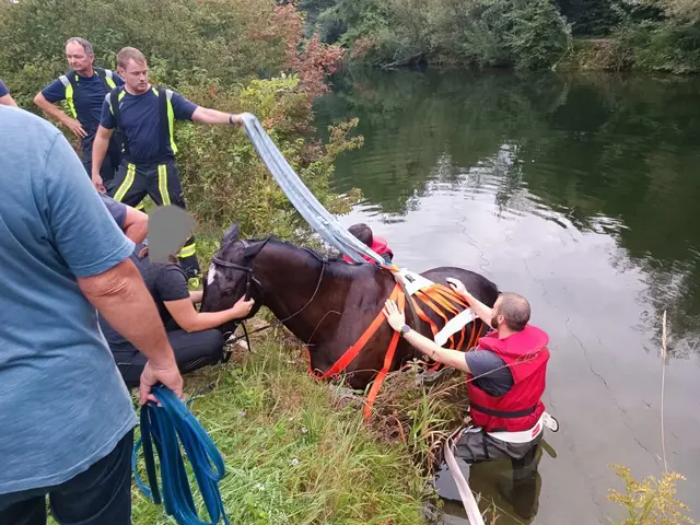 Das Pferd konnte sich nicht mehr selbstständig aus dem Wasserkanal befreien. | Foto: Bfkdo Amstetten / FF Winklarn