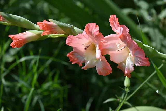 Gladiole