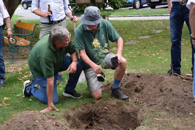 Der Baum war offensichtlich zu klein -es muss ein etwas Größerer her | Foto: Strohmeier
