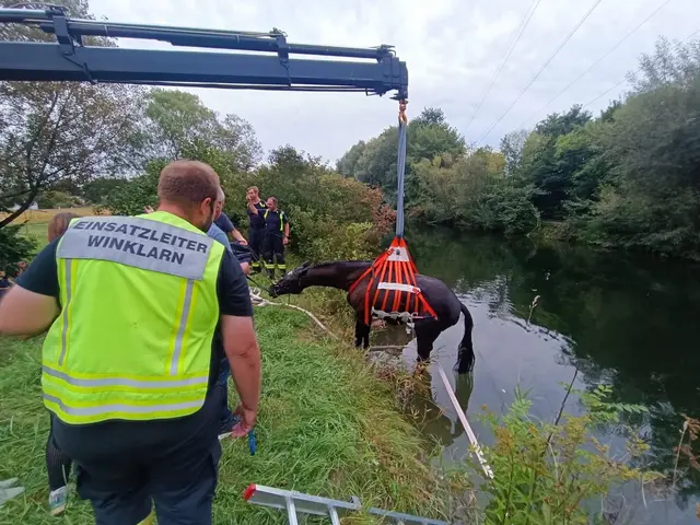 Behutsam wurde das Pferd aus einem Wasserkanal geborgen. | Foto: Bfkdo Amstetten / FF Winklarn