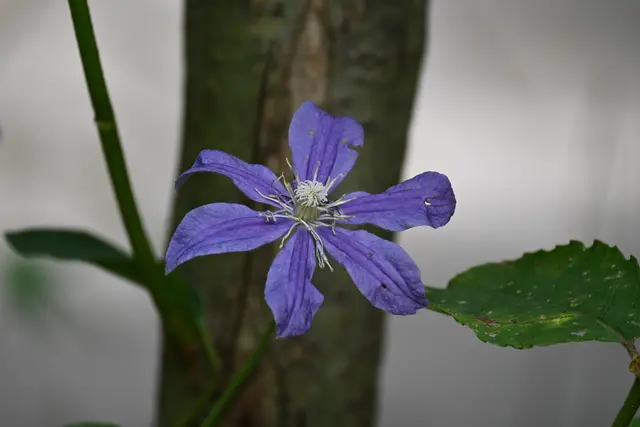 Clematis