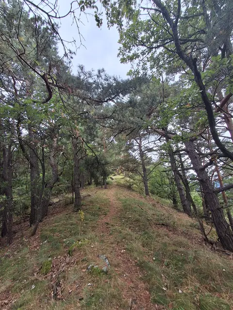 Höhenweg am Steinstückl. Danke fürs Begleiten