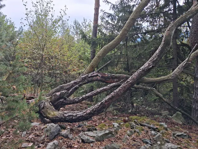 Am steinige, serpentinreiche Boden wachsen viele Kiefern und auch andere Bäume