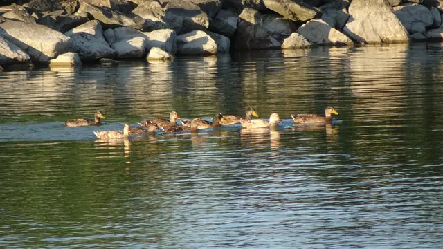 ... schwimmen auf dem See ...