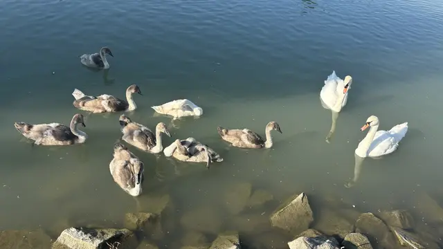 Alle meine Schwäne ...