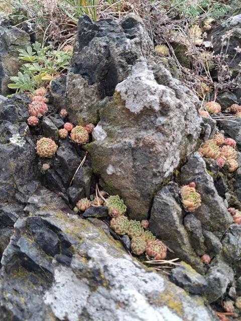 Ein typisches Bild für die Felsspaltenvegetation am Wenzelanger. 