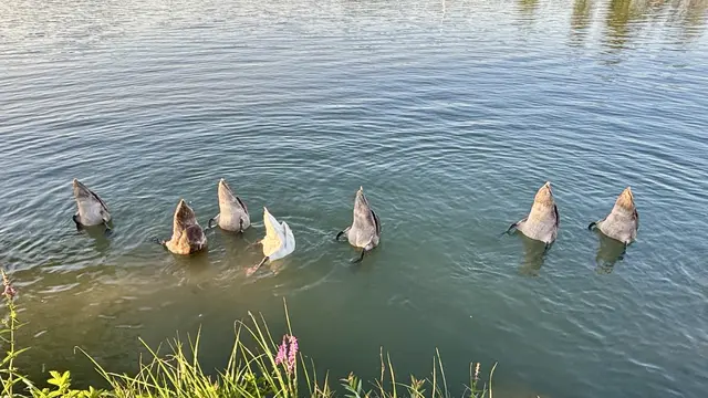 Gründelnde Schwanenfamilie im Kremser Behördenhafen !
