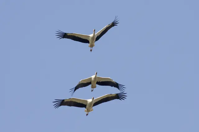 Derzeit vermehrt in Richtung Süden unterwegs: Die Weißstörche Ostösterreichs überwintern vorzugsweise in Afrika.  | Foto: Michael Dvorak