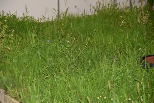 Foto: Michael Strini