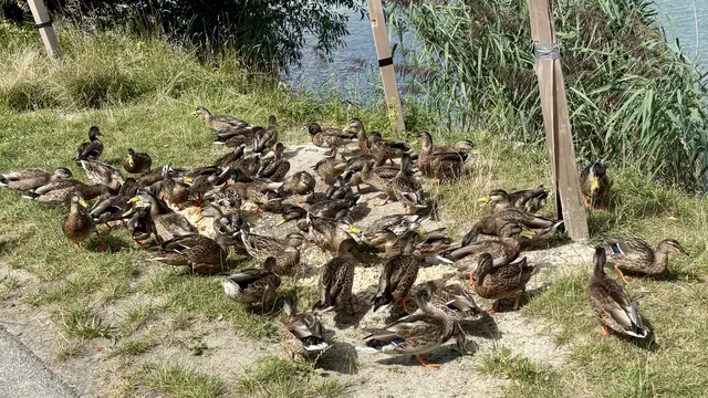 Alle meine Entlein ...