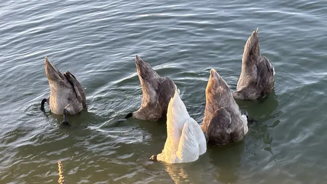 ... Schwänzchen in die Höh' !