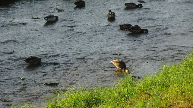 ... Köpfchen in das Wasser ...