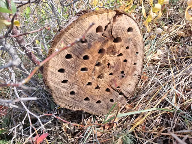Ein Insektenhotel hat auch jemand hergestellt. Verschiedene Bienen sind hier sehr gut vertreten und lt. Burgenlandflora gibt es hier auch seltene Heuschrecken