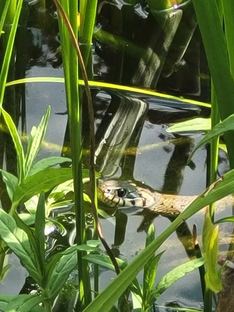 Hui - was kommt denn da… | Foto: Steger