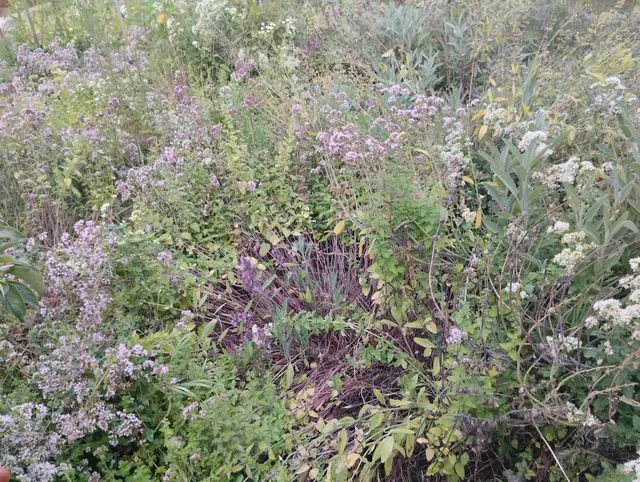 "Alles, was NIG in den Bezirksblättern Woche für Woche erzählt, findet sich nämlich auch in meinem Garten verwirklicht." | Foto: Kowarik