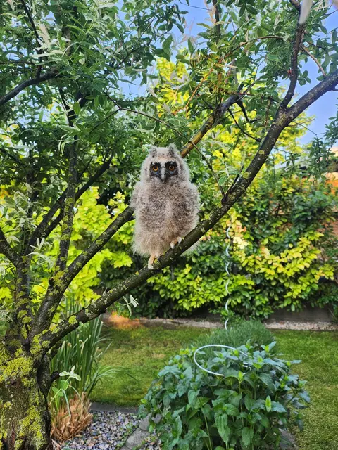 Wir ziehen momentan ein Waldohreulenbaby auf. Die Eule ist aus dem Nest gefallen und wurde uns gebracht, da wir schon einiges an Erfahrung mit Vogelaufzucht haben. Katrin (13) und Simon (11) kümmern sich liebevoll um das Baby. Die Eule fühlt sich sichtlich wohl in unseren schönen Garten. | Foto: Familie Edlauer