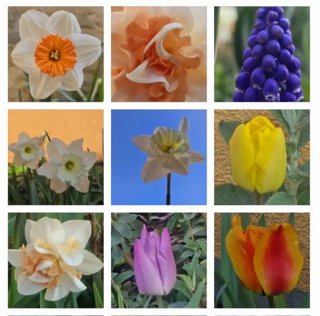 Eine Wiese gibt es daher in diesem Garten im Bezirk Bruck nicht mehr. | Foto: Reiterer