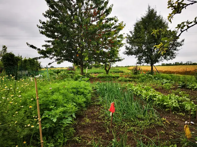 Auf rund 5000 Quadratmetern tummeln sich auch noch Enten, Gänse, Hühner, Tauben und Kaninchen. | Foto: Stockbauer