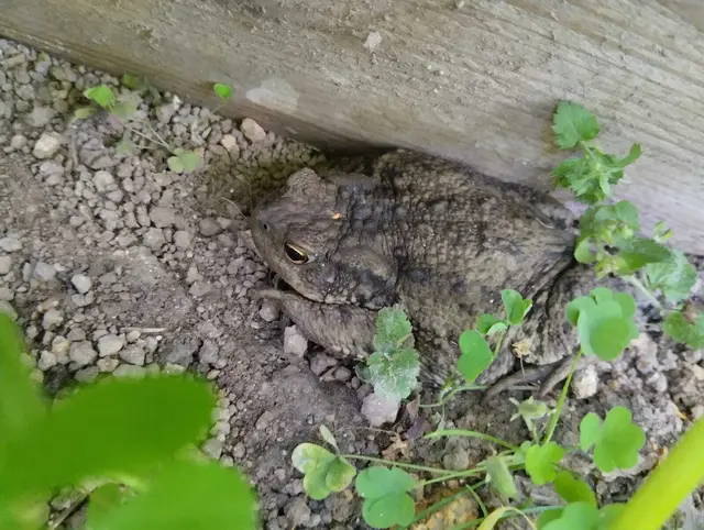 "Alte hohe Bäume und jüngere Exemplare sorgen für ausreichend Beschattung, sodass auch die derzeit hohen Temperaturen kein Problem darstellen." | Foto: Kowarik