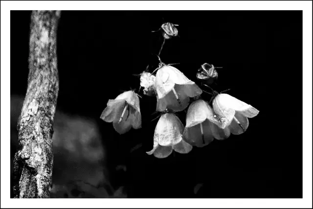 Bild 1710: zierliche Glockenblume.  | Foto: © by Ing. Günter Kramarcsik