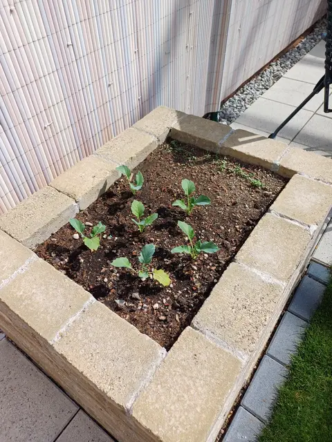 Im Garten von Marcus Lipa spriest das erste Grün. | Foto: Lipa