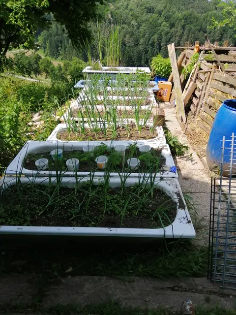 Auch achte ich darauf, in den Beeten und Badewannen, Pflanzengemeinschaften zu pflanzen, die sich gegenseitig helfen und unterstützen. Aus einigen Badewannen habe ich Kleinbiotope gemacht, in denen sich Wechselkröten wohlfühlen und sich auch vermehren.
Aber auch Libellen, Hummeln und andere Insekten finden sich hier ein
Die Pflanzen und Tiere fühlen sich in meinem Garten scheinbar sehr wohl, aber auch für mich ist es eine große Freude im Garten zu arbeiten, oder mir die Zeit zu gönnen und in aller Ruhe die Natur zu beobachten.
Das Gemüse wird natürlich in der Küche verkocht. | Foto: Baumgartner