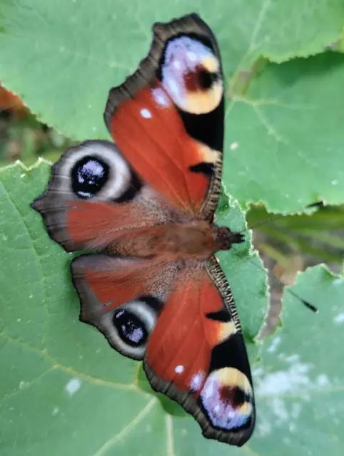 "Neben der überwältigenden Flora beherbergt mein klimafitter Garten auch Frösche , Kröten, Schlangen und Igel. Sogar Glühwürmchen finden hier ein Refugium." | Foto: Kowarik