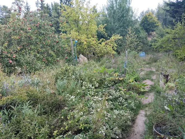 "Vom bereits vorhandenen Wohnhaus und kleinen Nebengebäuden abgesehen, die auf die Vorbesitzer des Anwesens zurückgehen, habe ich in den letzten 10 Jahren, seit ich der Eigentümer bin, keinen Meter Boden versiegelt. Stattdessen habe ich viele verschiedene Bäume und Sträucher sowie Kräuter gepflanzt. Ich baue in kleineren und größeren Beeten Obst, Gemüse und Salate an. Obst wächst auch auf vielen Bäumen und Sträuchern. Es gibt verschiedene Sorten Ribisel, Stachelbeeren, Aroniabeeren, Brombeeren, Heidelbeeren und Erdbeeren, auch Walderdbeeren." | Foto: Kowarik