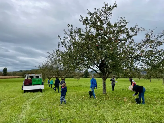 Das Obstklauben im Vorjahr in Ottensheim. | Foto: Rudolf Hagenauer