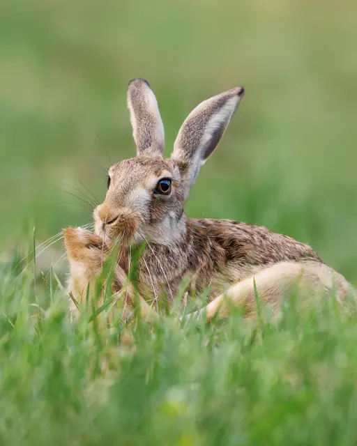 Für vegan lebende Menschen müssen keine Tiere sterben. Immer mehr Menschen in NÖ essen weniger oder gar kein Fleisch. (Archivbild) | Foto: Thomas Berwein