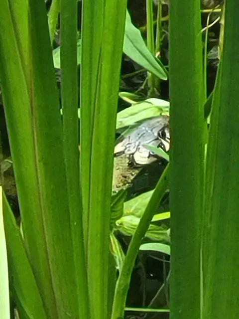 Im Garten von Waltraud Steger fühlen sich auch die Frösche pudelwohl. | Foto: Steger