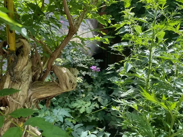 Der Garten von Roswitha Zatlokal ist "klein, aber fein". | Foto: Zatlokal