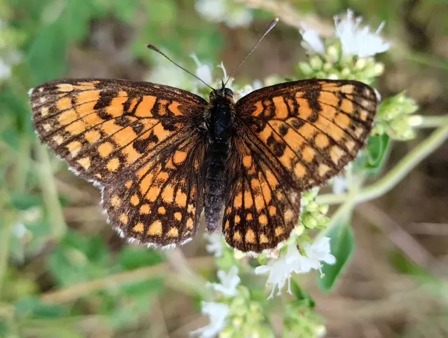 Der Garten von Stephan Kowarik in Höhenberg wurde 2024 schon unter die 25 schönsten Gärten Niederösterreichs gewählt. | Foto: Kowarik