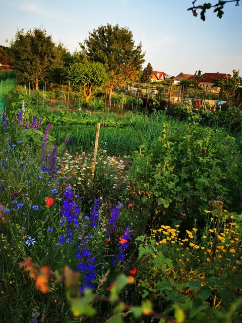 Das ist nur ein Teil des (Gemüse)Gartens von Franz Stockbauer. | Foto: Stockbauer