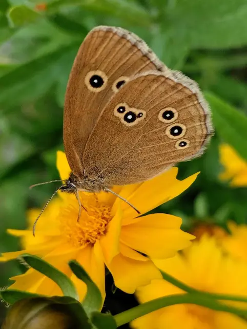 Regenwasser zum Gießen der Pflanzen wird in Eimern und größeren Behältern gesammelt. Es gibt auch einen kleinen Teich, in dem Froschkonzerte stattfinden.  | Foto: Kowarik