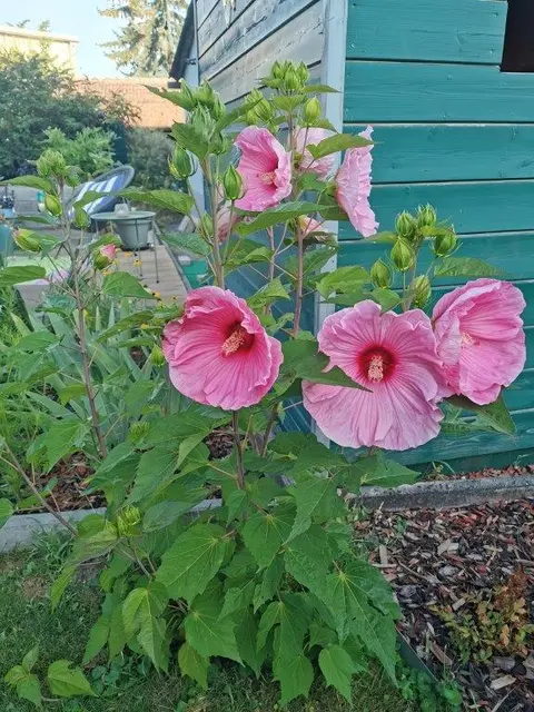 Blütenpracht und Tierparadies im Garten von Iris Millonig. | Foto: Millonig