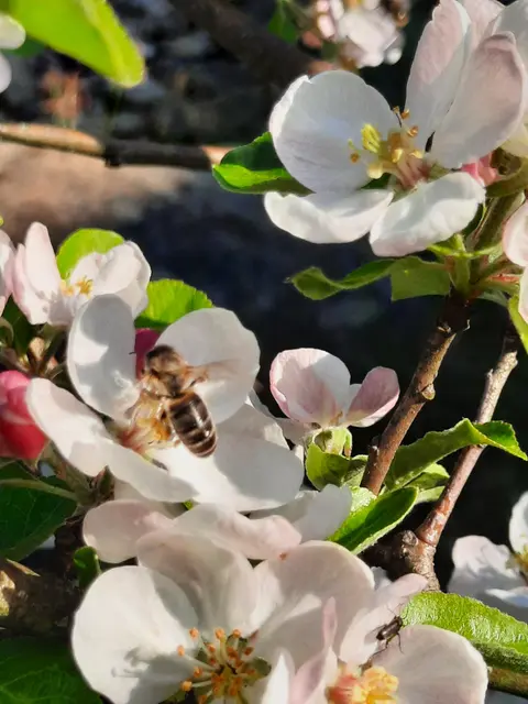 Im Garten von Liane Leuthne fühlen sich alle wohl. | Foto: Leuthne