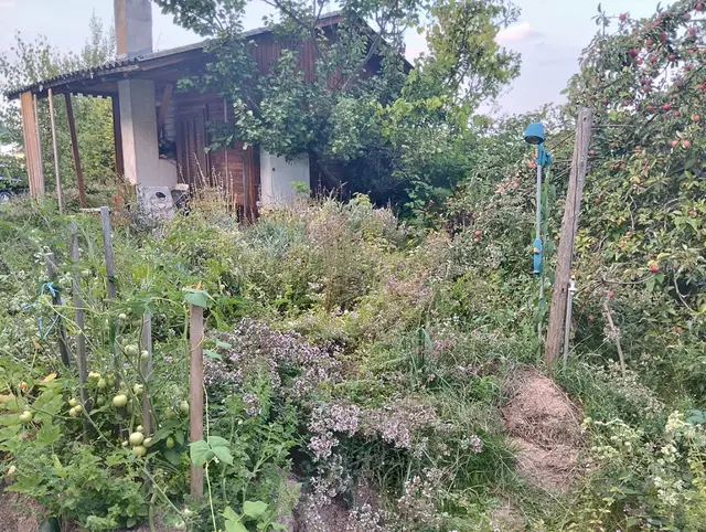 "Ich mähe auch kein Gras mehr. Stattdessen grabe ich Grasflächen gezielt um und vergrabe darin zum Beispiel Obstkerne, woraus schon viele Bäume entstanden sind, die teilweise bereits Früchte tragen.
Es gibt keinen toten Zierrasen. Dafür habe ich viele Blühblumen gepflanzt, die für wunderschöne Blüten sorgen, worüber sich Wildbienen, Hummeln, Wespen, Hornissen, Schmetterlinge und andere Kleintiere freuen." | Foto: Kowarik